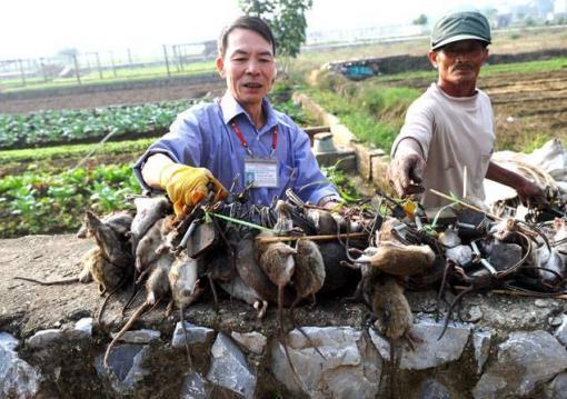 Au Vietnam, les rats, fléau des rizières, finissent en ragoût