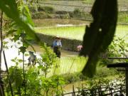 plants de riz a Mu Cang Chai (Nord du Vietnam)