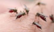 Prévention contre les moustiques et les sangsues terrestres