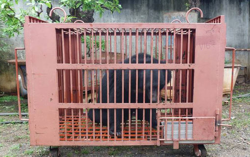 Vietnam : 1000 ours exploités pour leur bile vont être libérés