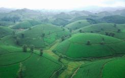 Vietnam: Paysages étonnants des collines de théiers de Long Coc
