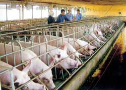 Vietnam : Réduire de 10 à 30% le prix de la viande en faisant le choix de semences animales de meilleure qualité