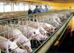 Vietnam : Réduire de 10 à 30% le prix de la viande en faisant le choix de semences animales de meilleure qualité Vietnam : Réduire de 10 à 30% le prix de la viande en faisant le choix de semences animales de meilleure qualité