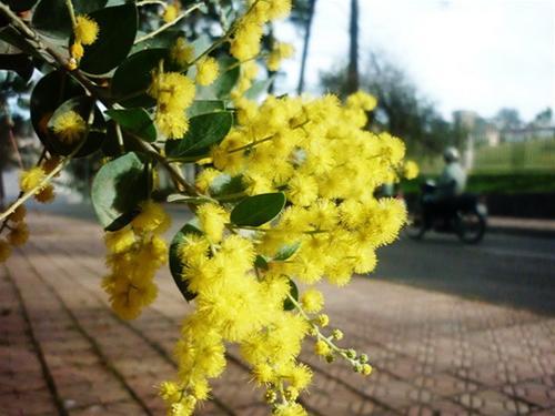 Mimosa, col portant le nom des fleurs de Dalat