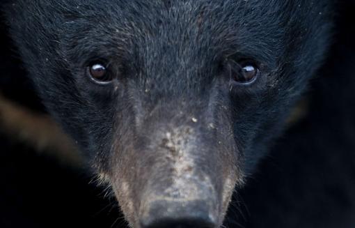 VIDEO. Le Vietnam tente de stopper le trafic de bile d'ours