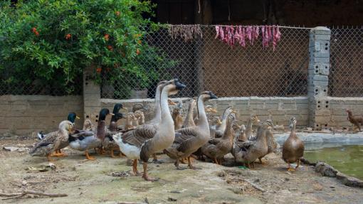 Rencontre avec le groupement des productrices de canards de la commune de Na Thau