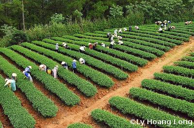 Plantations de thé au Vietnam