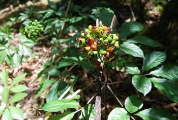 SANTÉ – Les plantes médicinales bourgeonnent