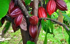 A la découverte du cacao vietnamien A la découverte du cacao vietnamien
