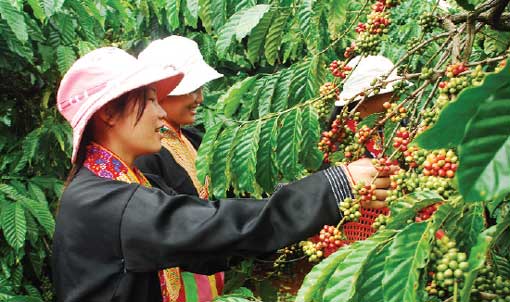 Vietnam : plus de 1000 plantations de café certifiées Rainforest Alliance