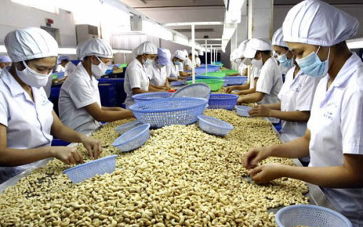 Le Vietnam a importé 450.000 tonnes de noix de cajou de la Côte d’Ivoire