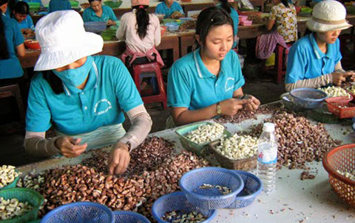Le Vietnam demeure le premier exportateur mondial de cajou et progresse encore en 2016