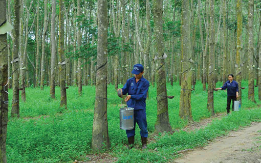 Caoutchouc - Le Groupe de l’industrie du caoutchouc du Vietnam (VRG) s’oriente vers le développement durable