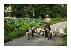  Nouvel an lunaire vietnamien, le 19 février 2015: Fête du Têt, année de la chèvre