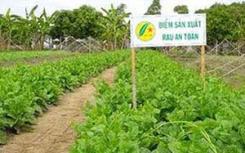 Au Vietnam, le combat des maraîchers pour produire des “légumes sains” Au Vietnam, le combat des maraîchers pour produire des “légumes sains”