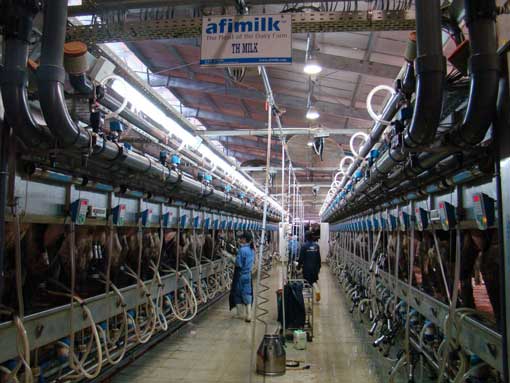 Un immense complexe laitier au Vietnam