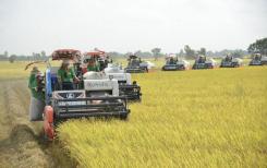 Les exportations de riz du Vietnam devraient atteindre 5 milliards de dollars cette année