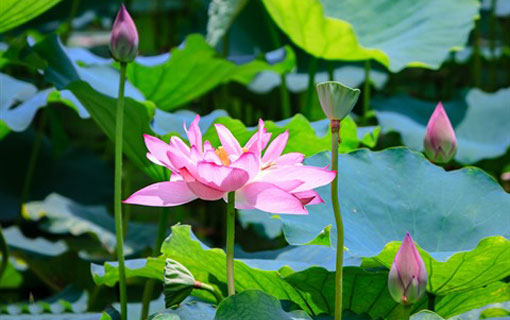 Les fleurs dans la culture du Vietnam