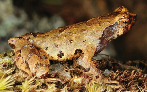 Une « grenouille elfique » a été découverte au Vietnam