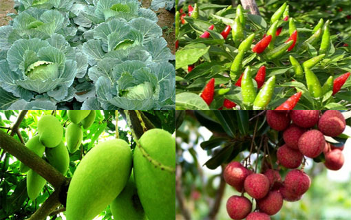 Les exportateurs de fruits et légumes vietnamiens s’attaquent au marché suisse