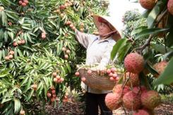 Récolte exceptionnelle de litchi cette année Récolte exceptionnelle de litchi cette année
