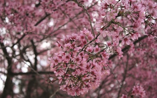 Dà Lat en pleine saison de la floraison des mai anh đào (Prunus cerasoides)