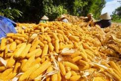 Le maïs: nouveau pari du Vietnam ? 