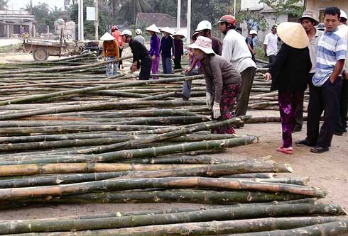 Marché de bambou au pays des arts martiaux
