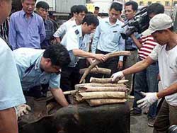 Vietnam: les douanes saisissent plus d'une tonne d'ivoire