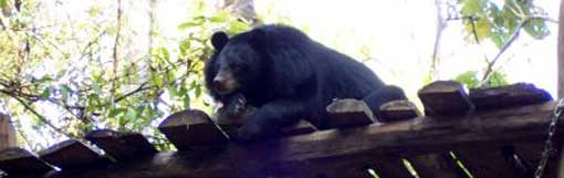 Vietnam : dix-neuf ours sauvés du trafic