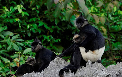 Un groupe de primates en voie de disparition repéré au Vietnam