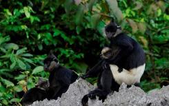 Un groupe de primates en voie de disparition repéré au Vietnam Un groupe de primates en voie de disparition repéré au Vietnam