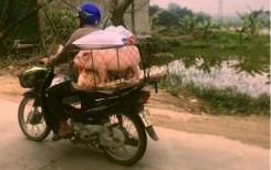 Quatre pattes sur deux-roues Quatre pattes sur deux-roues