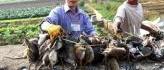 Au Vietnam, les rats, fléau des rizières, finissent en ragoût