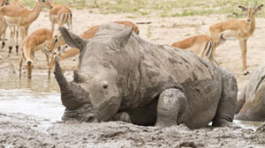 Diminution de la demande de corne de rhinocéros au Vietnam