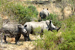 L'Afrique du Sud et le Vietnam mettent en place un plan d'action contre le braconnage de rhinocéros