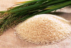 Vietnam : le riz bio fait de plus en plus d'adeptes