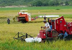 Riziculture: allier sécurité alimentaire et industrialisation 