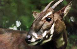 Un rare saola est photographié au Vietnam