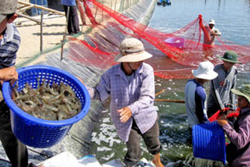Au Vietnam, "la stratégie" de la crevette pour s'adapter au changement climatique qui affecte les rizières