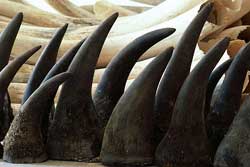 L'Afrique du Sud va lutter avec le Vietnam contre le braconnage des rhinocéros 