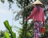 Les Femmes du Delta du Mekong