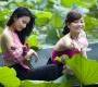 Vietnam , le pays de la fleur de Lotus 