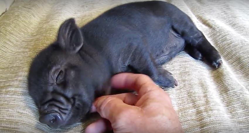 Un Cochon Nain Du Vietnam Considerez Vous Que Cela Puisse Etre Un Animal De Compagnie Cap Vietnam Com Un Cochon Nain Du Vietnam Considerez Vous Que Cela Puisse Etre Un Animal De Compagnie Cap Vietnam Com