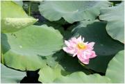 Le lotus, fleur emblème du Vietnam 