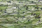 Les rizières en terrasses du Nord du Vietnam
