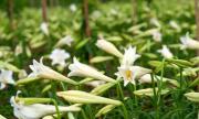 L’avril appelle la saison des fleurs de lys ! L’avril appelle la saison des fleurs de lys !