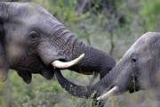 Afrique du sud: saisie de 267 kg d'ivoire en transit vers le Vietnam