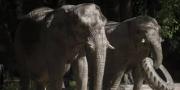 Au Vietnam, une poignée d'éléphants pour sauver l'espèce Au Vietnam, une poignée d'éléphants pour sauver l'espèce