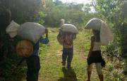 Le Salvador interdit des produits phytosanitaires et les rendements augmentent